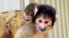 Perth Zoo goes bananas after welcoming birth of newborn Bolivian squirrel monkey