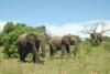 Botswana’s elephant hunting quota threatens to wipe out mature bulls: Report
