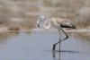 First flamingos reach Cyprus, fewer expected this year