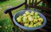Estonian geneticists aiming for apples that don't turn brown and tasteless beans