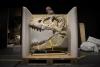 France returns stolen dinosaur skeleton to Mongolia