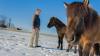 Early exposure curbed allergies in Icelandic horses
