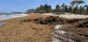 Upcoming World Bank Webinar explores economic prospects for Sargassum