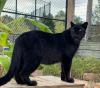 Alabama Gulf Coast Zoo welcomes new melanistic Amur leopard, Mystique