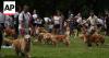 Golden retrievers gather in Argentina for a world record attempt