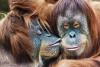 Scientists learn when and why the act of kissing evolved across the animal kingdom