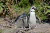 African penguin populations plummet due to food shortages