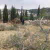 Israeli settlers attack agricultural lands in Al-Quds’s Badia