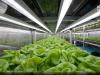 New vertical farming initiative set to transform agri sector in Oman