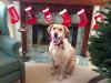 7 Common Pet Travel Mistakes To Avoid This Holiday Season