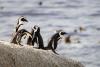 Mass Starvation Decimates South Africa’s Penguins As Food Supplies Collapse