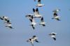 Snow Goose Tests Presumptive Positive for Avian Influenza;  Delaware Poultry Producers Encouraged to Take Precautions