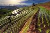 Global Food Prices Surge as Agricultural Innovation Investment Falters