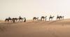 Tracing cultural roots: 100 people saddle up for 1,000km camel trek
