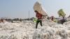 Bangladesh moves away from India, makes Brazil its top cotton source