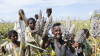 WFP celebrates sorghum harvest in eastern Sudan under World Bank-managed project