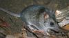Meet The Australian Marsupial That Survived A Near-Total Wildfire Wipeout. Hint: It’s Smaller Than A Mouse