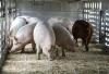 Dominican pork production set to rise, but imports still essential, warns Agriculture Minister