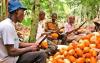Cameroon boosts cocoa value addition with CAPEF-South training for producers in Sangmélima