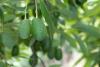 Chilean avocado exports ramp up as China cuts imports back