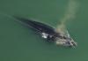 Endangered North Atlantic right whale entangled in fishing line off Georgia may not survive, scientists say