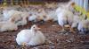 Jamaica on alert after bird flu detected in Cayman Islands