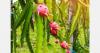 Ecuadorian supply of dragon fruit pressures pricing