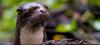 Ecuador’s playful river residents: otters that reveal the health of our waterways