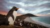 Falklands oilfield gets $2bn Rockhopper and Navitas go-ahead