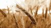 UNESCO adds “Georgian Wheat Culture: Traditions and Rituals” to list o...