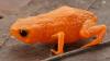 New Species of Tiny Pumpkin Toadlet Discovered in Brazil's Cloud Forests