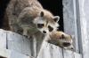 Florida Dept. of Health Marion County Issues Rabies Advisory