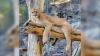 'Sorely missed': Pocatello's Zoo Idaho mourns loss of Sinbad the mountain lion