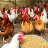 Transforming Agricultural Biomass into Sustainable Poultry Feed