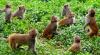 Combating Monkey Menace for Agricultural Development
