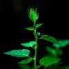 Plants Use Photoreceptors for Diverse Environmental Signals