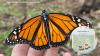 Tiny tracker following monarch butterflies during California migration