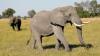 Why are conservationists alarmed about Botswana’s biggest elephant hunt?