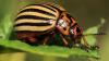 Colorado beetle successfully eradicated in UK