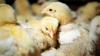 Hong Kong suspends poultry imports from Danish municipality after H5N1 outbreak