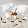Global Shift in Pest Management Boosts Agriculture