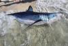 Scientists investigate shark stranding in Florida