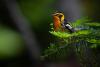 Science The Conversation Songbirds swap colorful plumage genes across species lines among their evolutionary neighbors