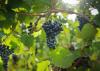 Under-the-radar red wine proves Austria’s versatility