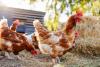 ADB invests €102m to boost Benin poultry meat production