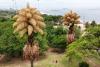 Rare palm trees in Rio de Janeiro finally bloom for first and only time after six decades