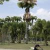 A man rides past a talipot palm blooming for the first time since it was planted about 50 years ago in Rio de Janeiro, Brazil