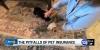 Watching Your Wallet: The Pitfalls of Pet Insurance