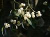 Alabama Extension - Mistletoe: The holiday parasite