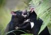 A Hell of a Disease: Can Science Save the Tasmanian Devil?